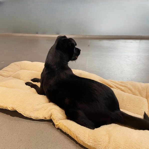 [Cozy Pet Bed] Reversible, Cozy Plush Pet Bed Mat for Cats & Dogs | All-Season, Dual-Sided Comfort, Polyester Fill, Ideal for Small to Large Pets, Durable, Quilted Pet Mat